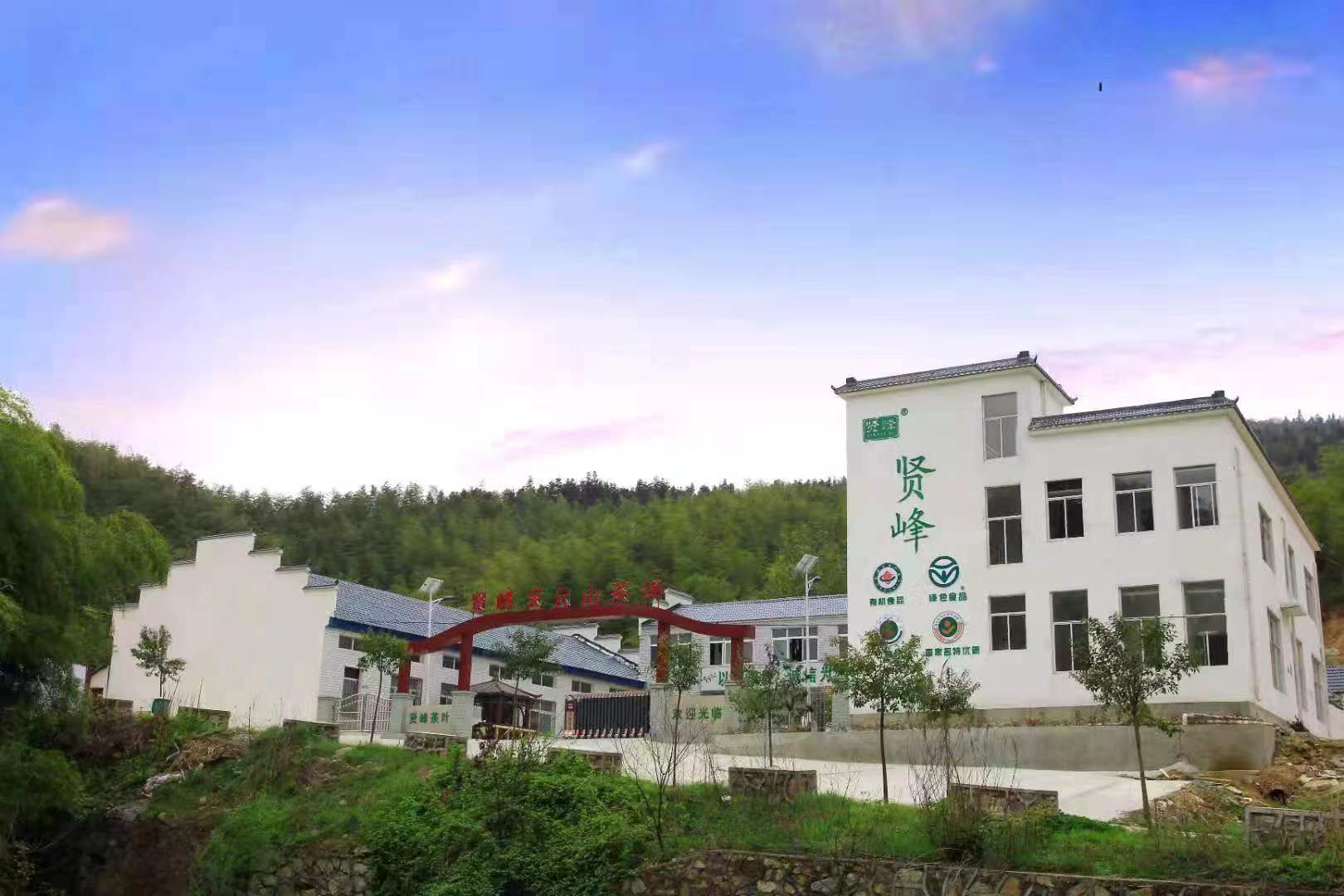 天云山茶叶生产基地