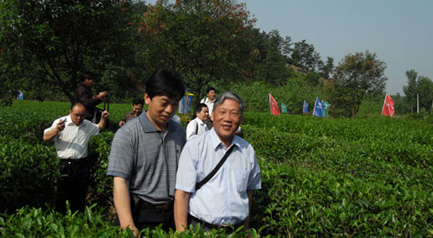 茶叶专家来贤峰茶叶园考察